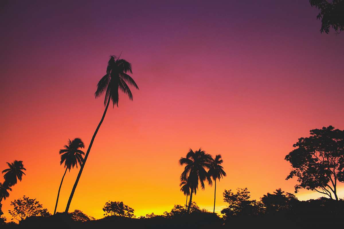 palm tree silhouette of coconut palm trees during golden hour sunset
